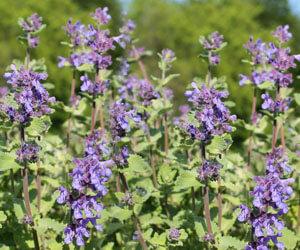 illatos_macskamenta_gyogyhatasa_nepeta cataria