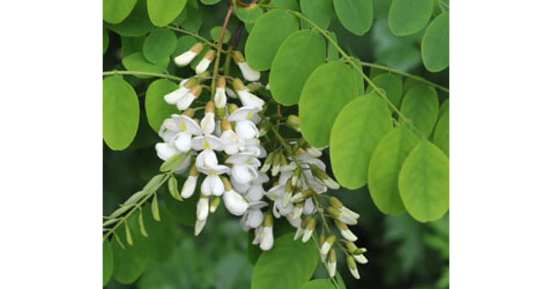 Fehér akác ( Robinia pseudoacacia)