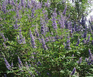 baratcserje_gyogyhatasa_vitex_agnus-castus