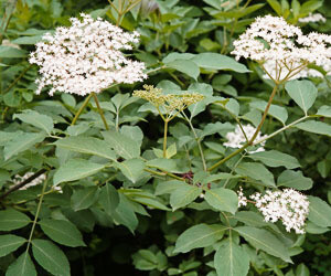 bodza_gyógyhatása_sambucus_nigra