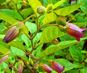 Nadragulya gyógyhatása (Atropa bella-donna)