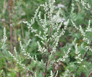 Fekete üröm. Üröm. (Artemisia vulgaris).
