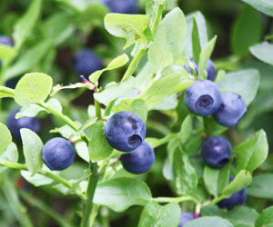 fekete_afonya_gyogyhatasa_vaccinium_myrtillus