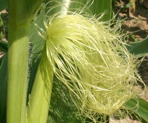 Kukoricabajusz. Kukoricabibe.Tea. Gyógyhatása (Zea mays)