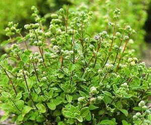 majoránna_gyogyhatasa_origanum_majorana