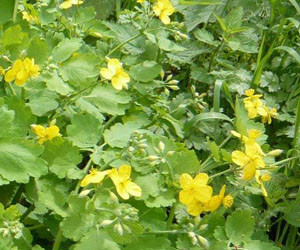 verehullo_fecskefu_gyogyhatasa_chelidonium_majus