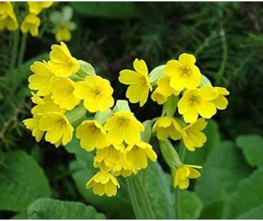 Tavaszi kankalin (Primula veris)