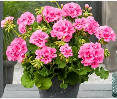 Muskátli (Pelargonium, Gerinaceae)
