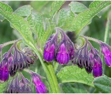 Fekete nadálytő gyógyhatása  (Symphytum officinale)