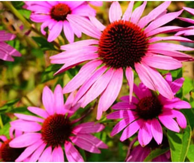 Kasvirág (Echinacea) gyógyhatása 