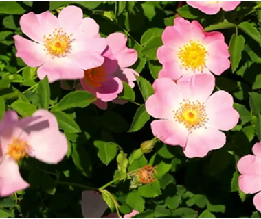 Csipkerózsa (Rosa canina)