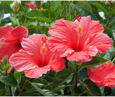 Hibiszkuszvirág gyógyhatása | DR IMMUN.com