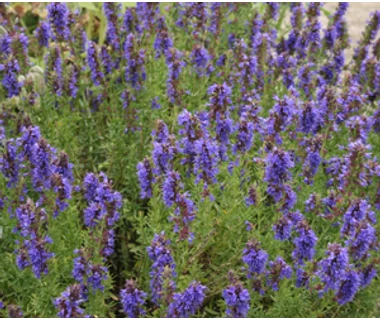 Izsóp (Hyssopus officinalis)