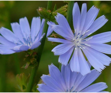 Mezei Katáng (Cichorium intybus)