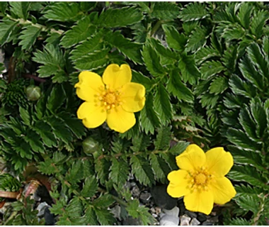 Libapimpó (Potentilla anserina)