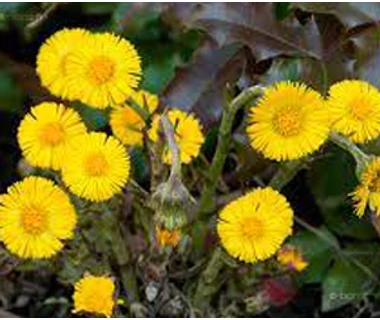 Martilapu (Tussilago farfara)