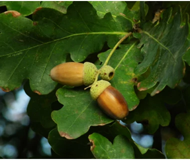 Kocsányos tölgy (Quercus robur)
