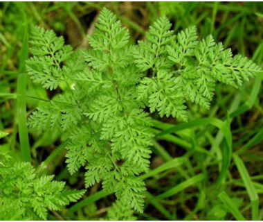 Turbolya