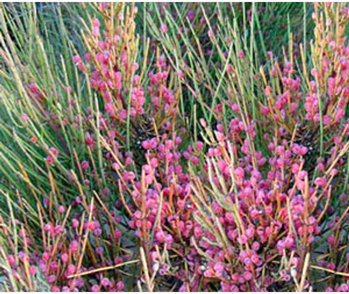 Csikófark (Ephedra vulgaris) gyógyhatása