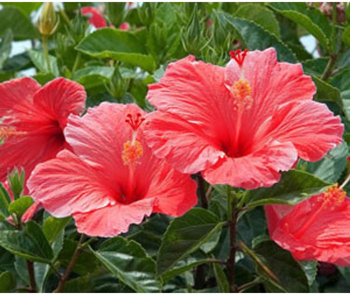 Hibiszkuszvirág gyógyhatása | DR IMMUN.com
