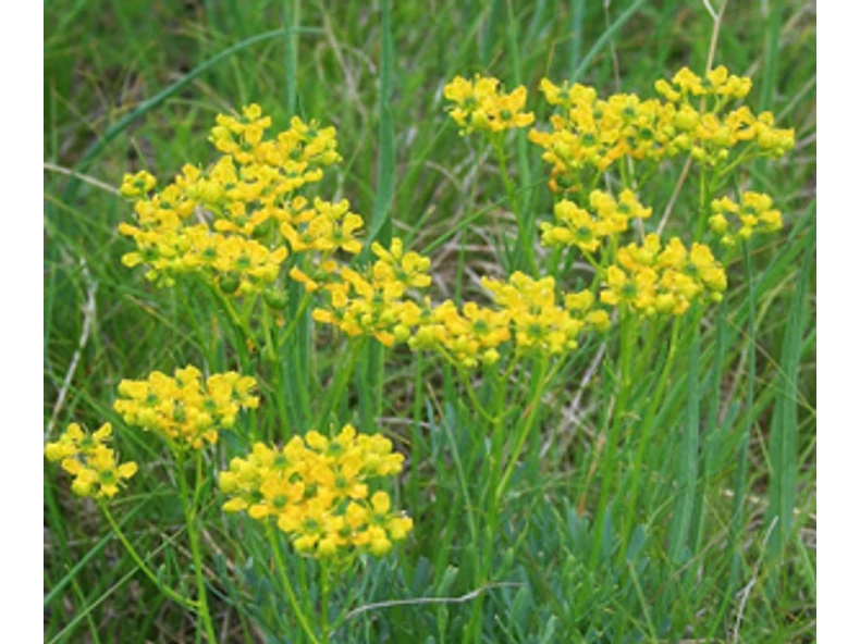 Kerti ruta (Ruta graveolens)