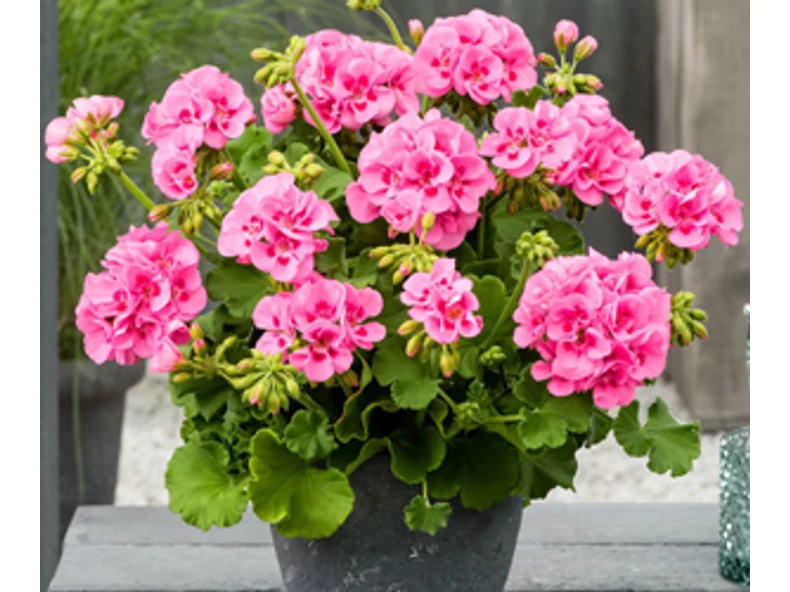 Muskátli (Pelargonium, Gerinaceae)