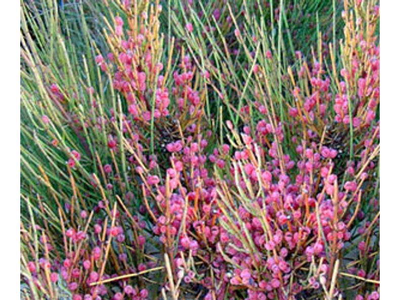 Csikófark (Ephedra vulgaris) gyógyhatása