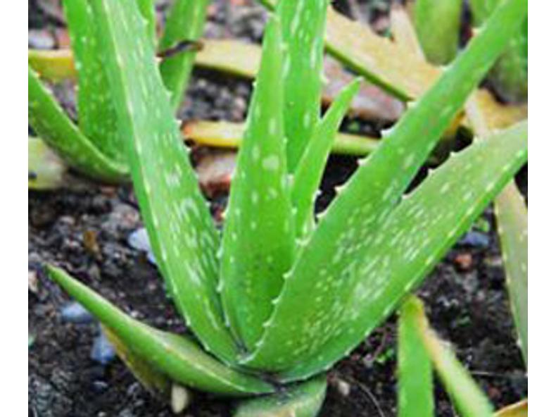 A csodásan gyógyító Aloe Vera