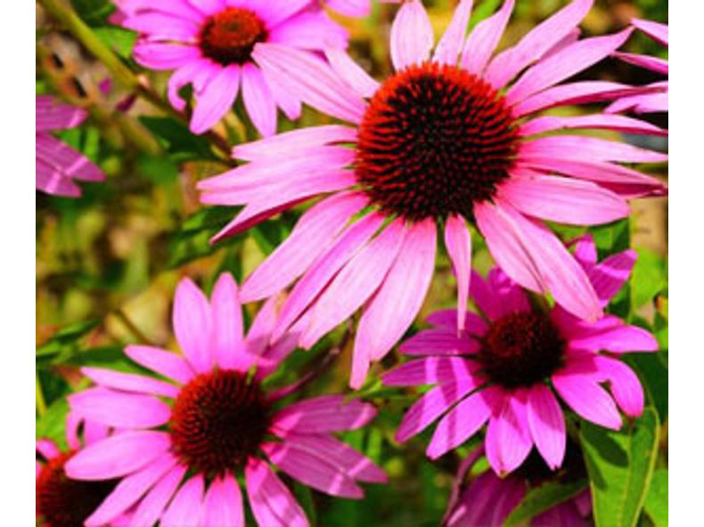 Kasvirág (Echinacea) gyógyhatása