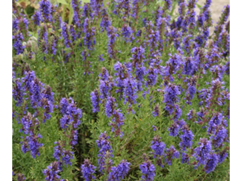 Izsóp (Hyssopus officinalis)