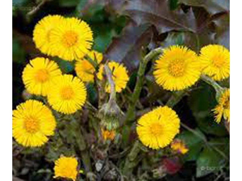 Martilapu (Tussilago farfara)